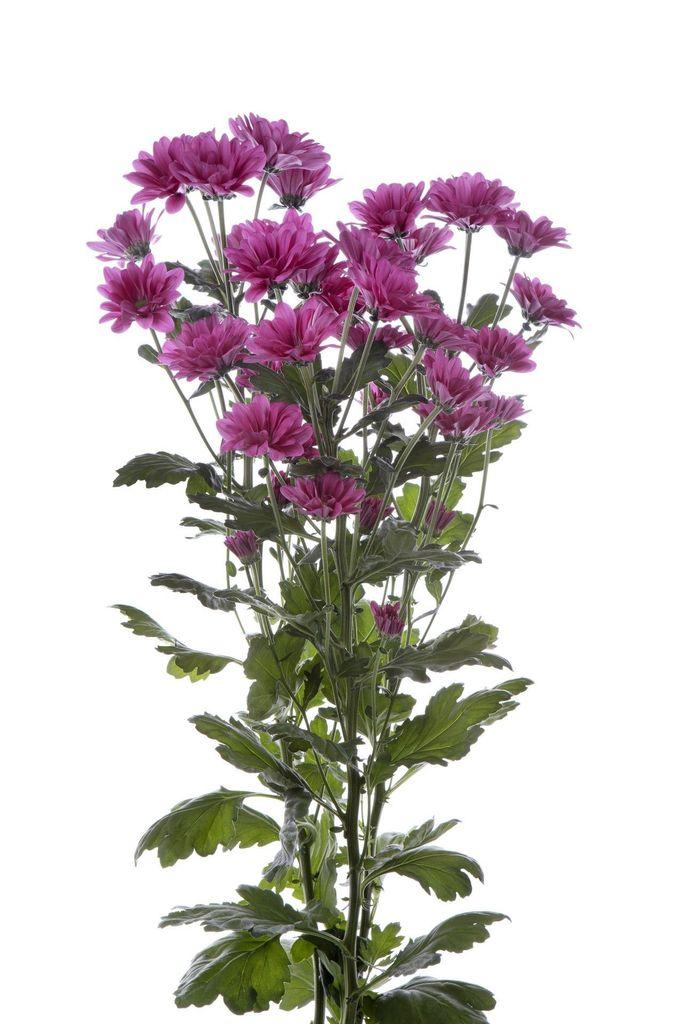 Срезанные цветы оптом Chrys sp glorifica от 80шт из Голландии с доставкой по России