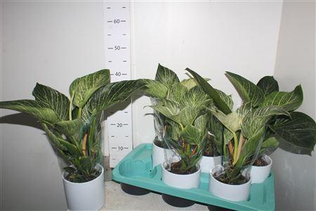 Горшечные цветы и растения оптом Philodendron White Wave In Keramiek Pot от 6шт из Голландии с доставкой по России
