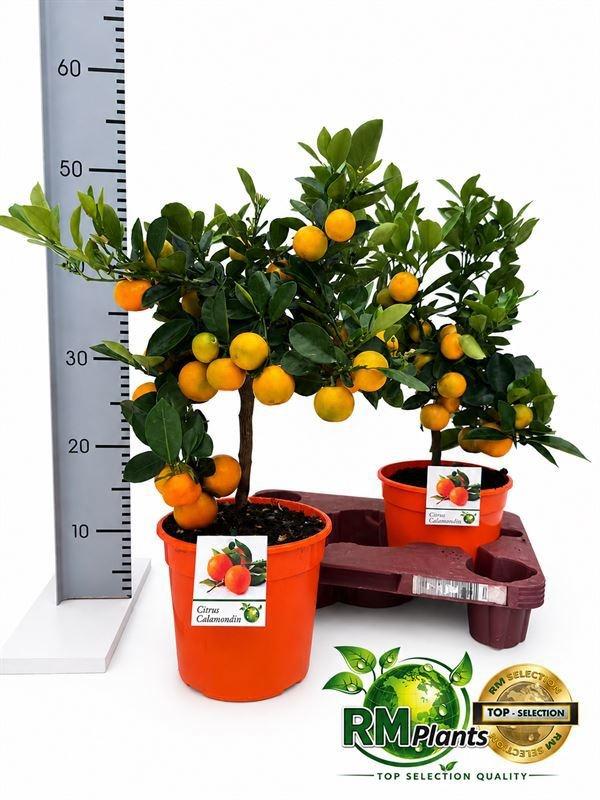 Горшечные цветы и растения оптом Citr Microcarpa от 2шт (для телеги) из Голландии с доставкой по России