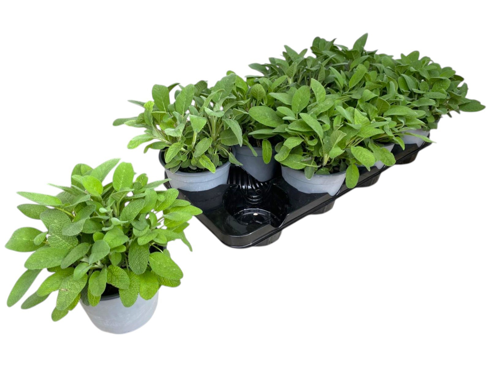 Горшечные цветы и растения оптом Salvia Officinalis от 8шт из Голландии с доставкой по России