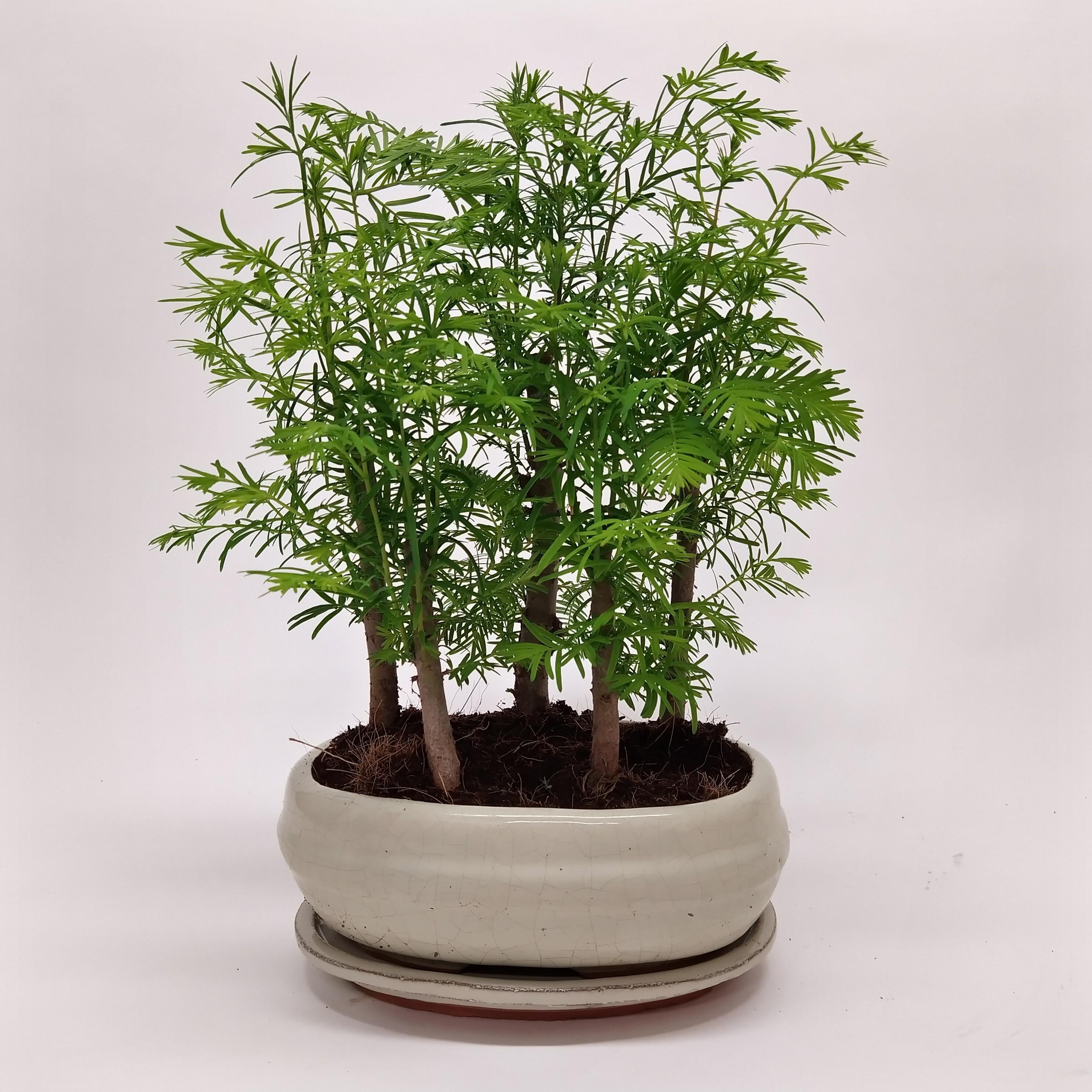 Горшечные цветы и растения оптом Bonsai Metasequoia Forest With Drip Tray от 8шт из Голландии с доставкой по России