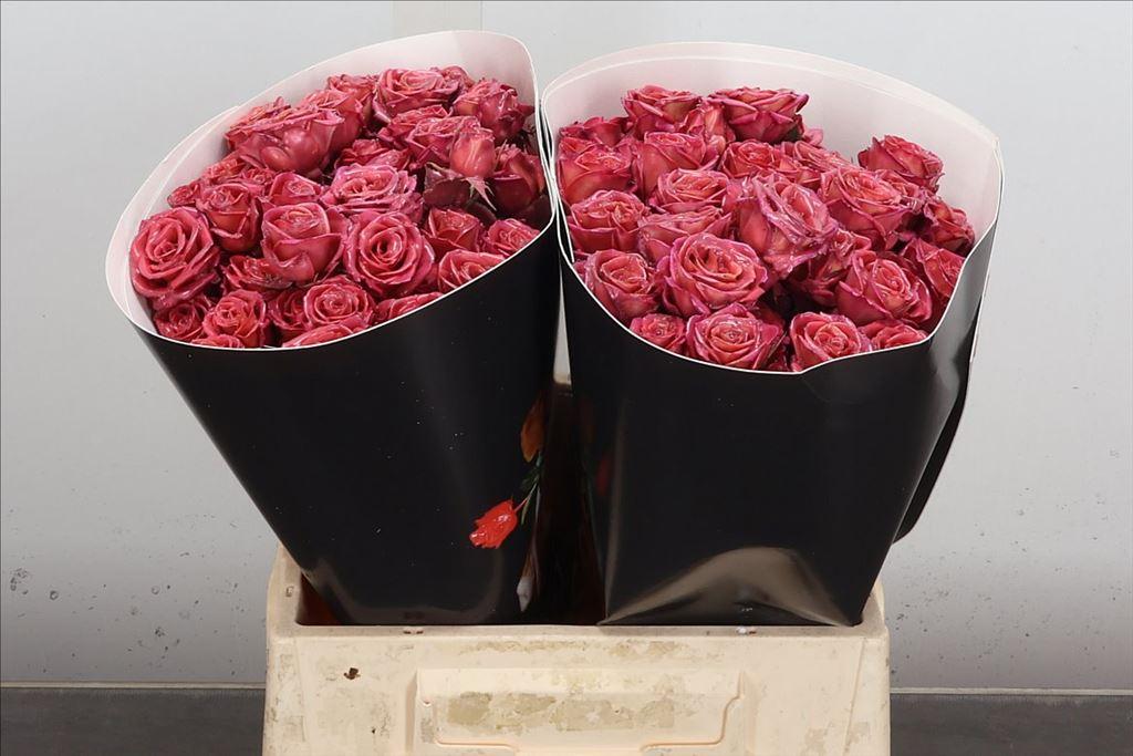 Срезанные цветы оптом Rosa spray wax bronze от 20шт из Голландии с доставкой по России