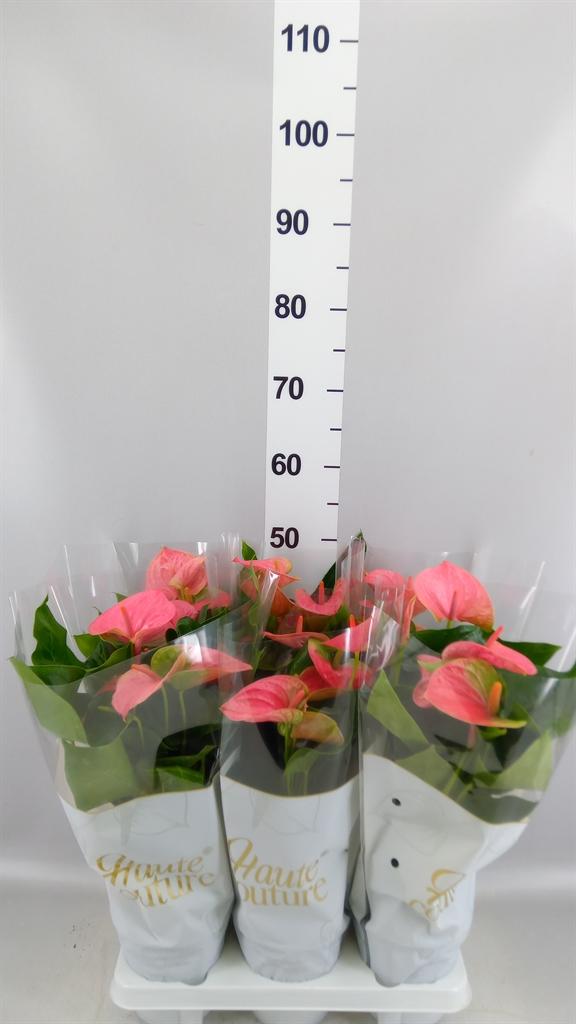 Горшечные цветы и растения оптом Anthurium Andr. sweet Dream от 6шт из Голландии с доставкой по России