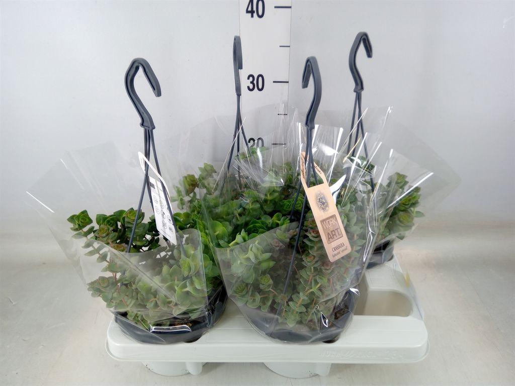 Горшечные цветы и растения оптом Crassula   ... от 4шт из Голландии с доставкой по России