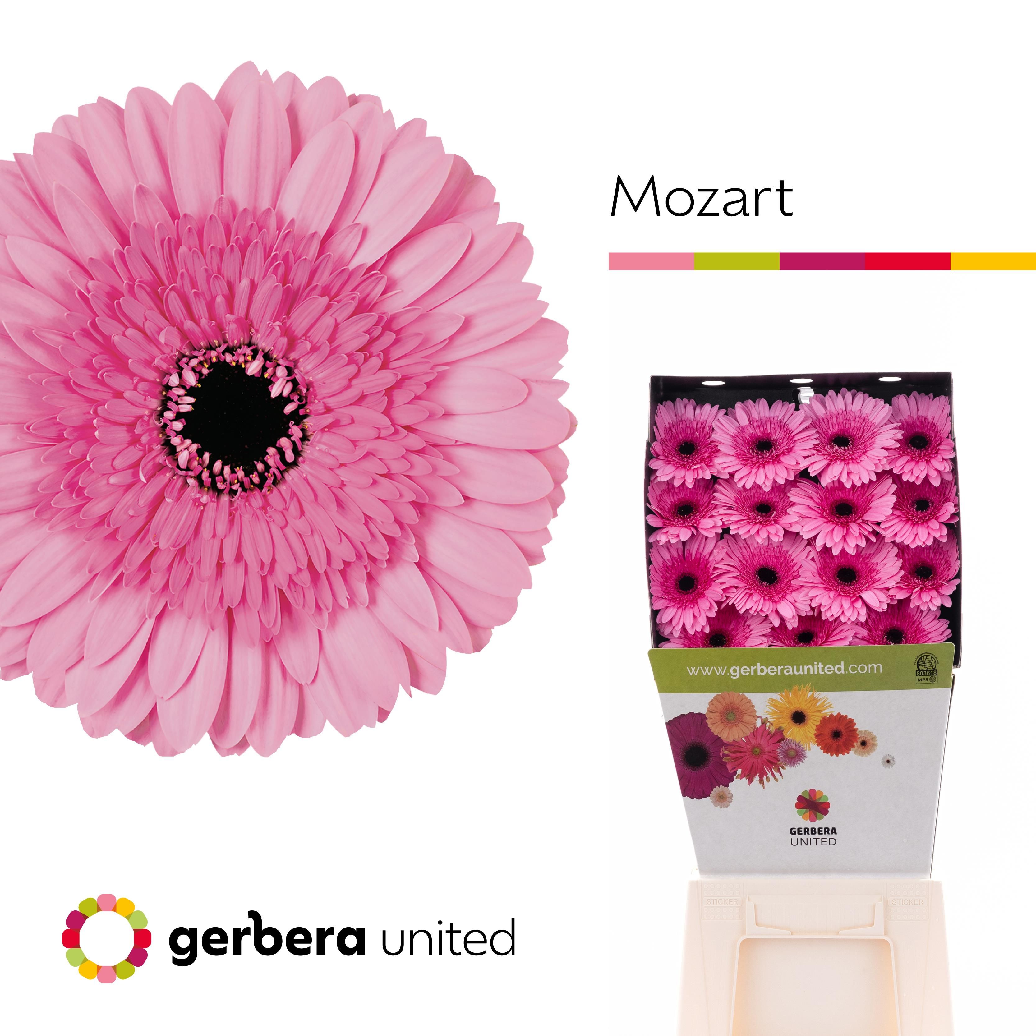 Срезанные цветы оптом Gerbera diamond mozart от 45шт из Голландии с доставкой по России