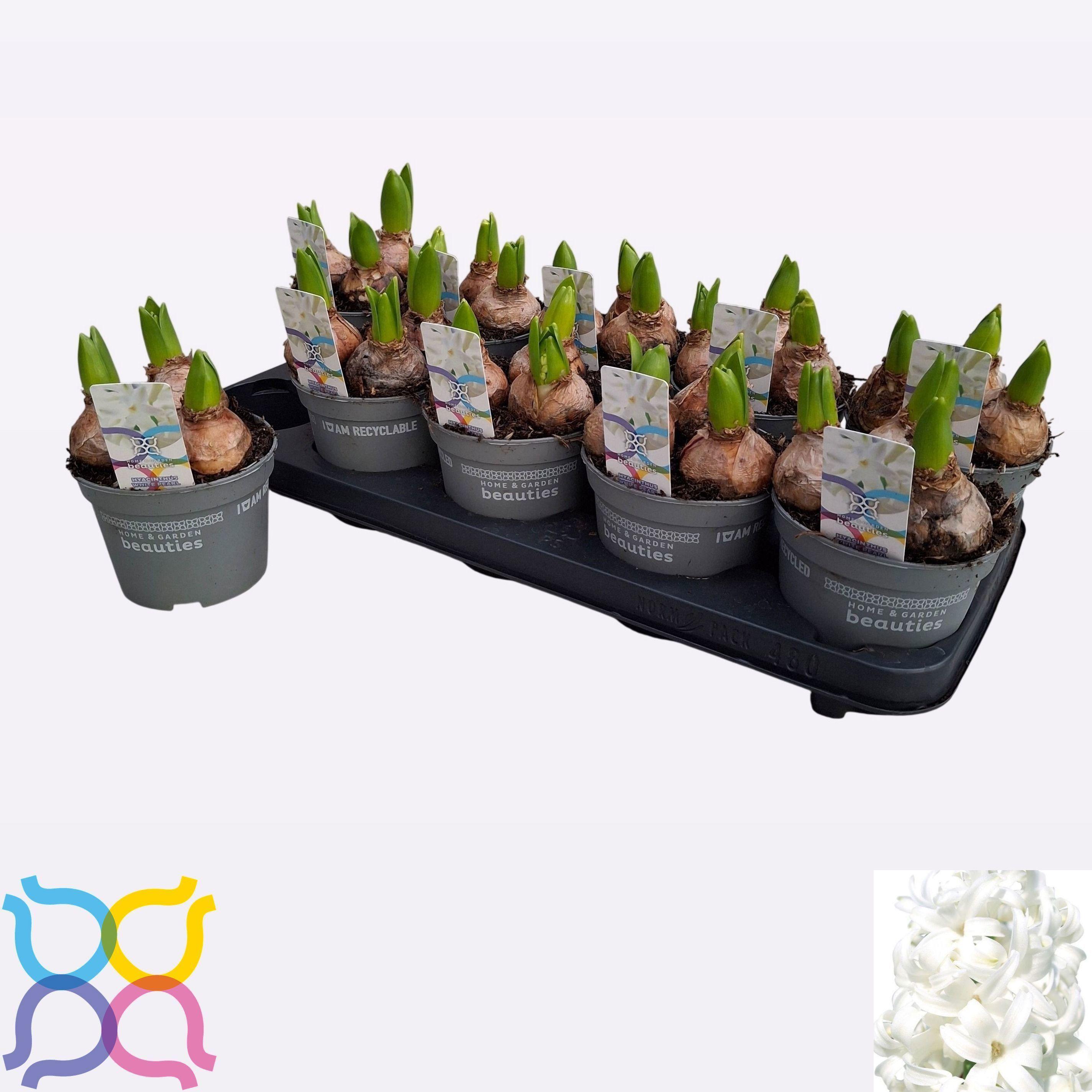 Горшечные цветы и растения оптом Hyacin White Pearl от 10шт из Голландии с доставкой по России