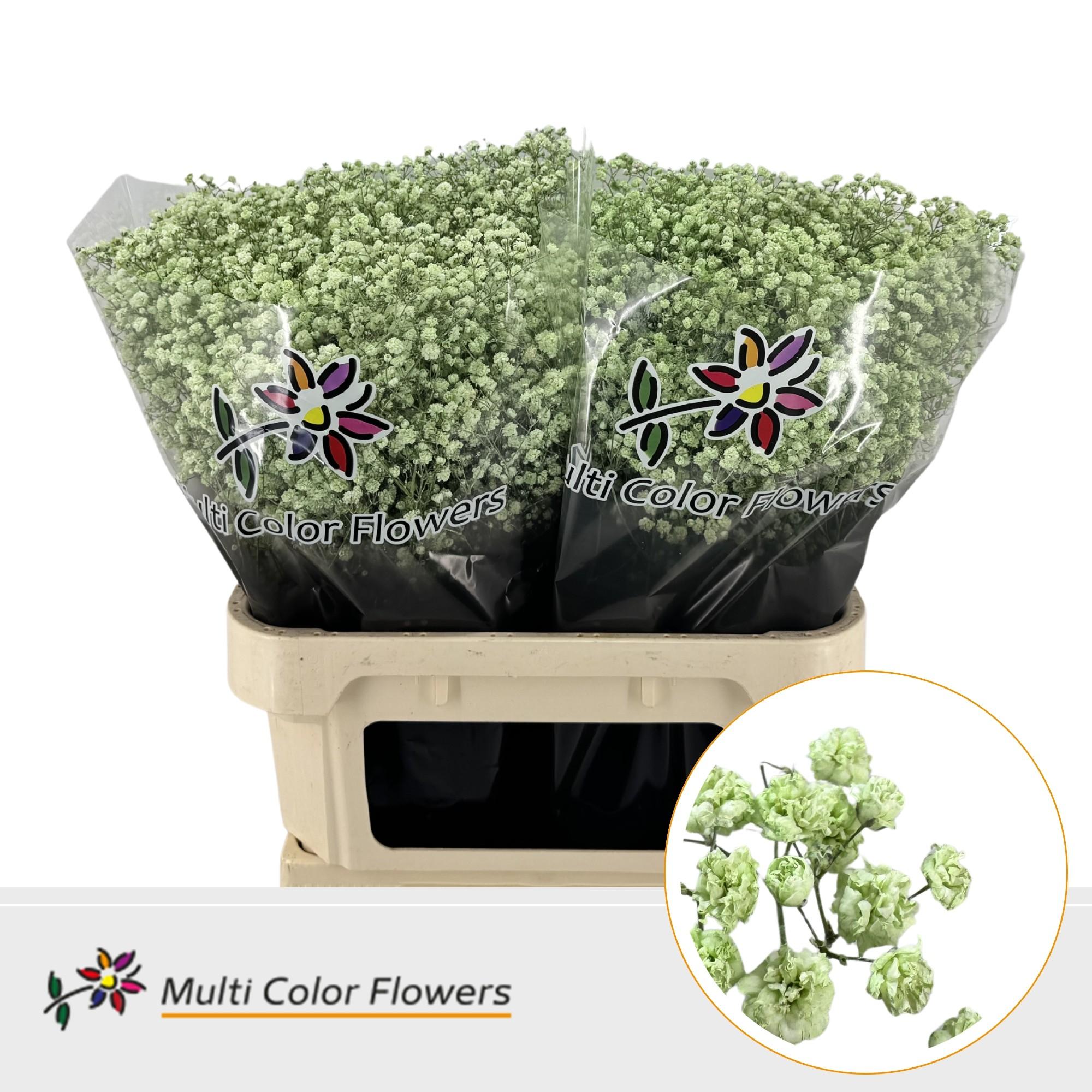 Срезанные цветы оптом Gyps large paint mintgreen от 50шт. из Голландии с доставкой по России