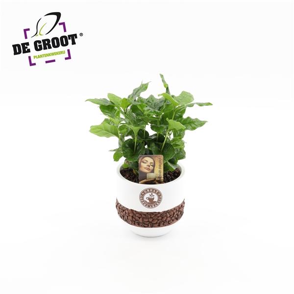Горшечные цветы и растения оптом Coffea In Bonenpot от 4шт из Голландии с доставкой по России