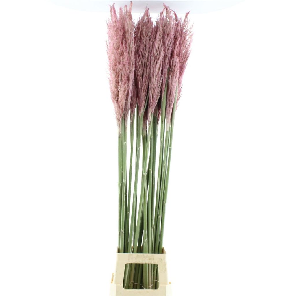 Срезанные цветы оптом Cortaderia paint pink от 25шт из Голландии с доставкой по России