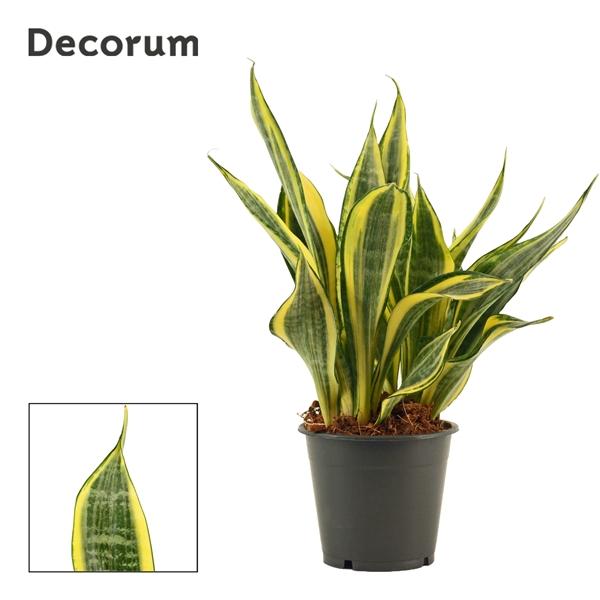 Горшечные цветы и растения оптом Sansevieria Hi Color (decorum) от 10шт из Голландии с доставкой по России