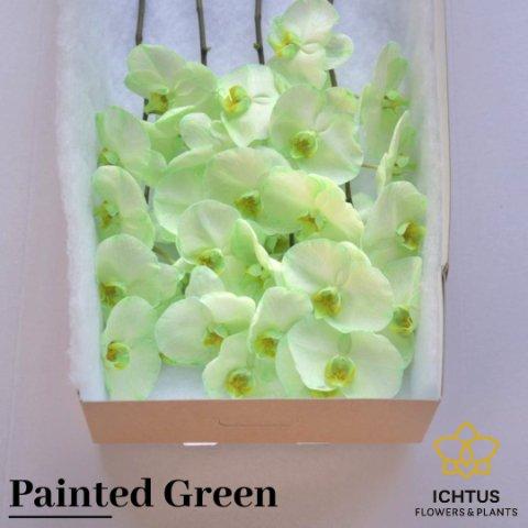 Срезанные цветы оптом Phalaenopsis paint green (flower) от 25шт из Голландии с доставкой по России