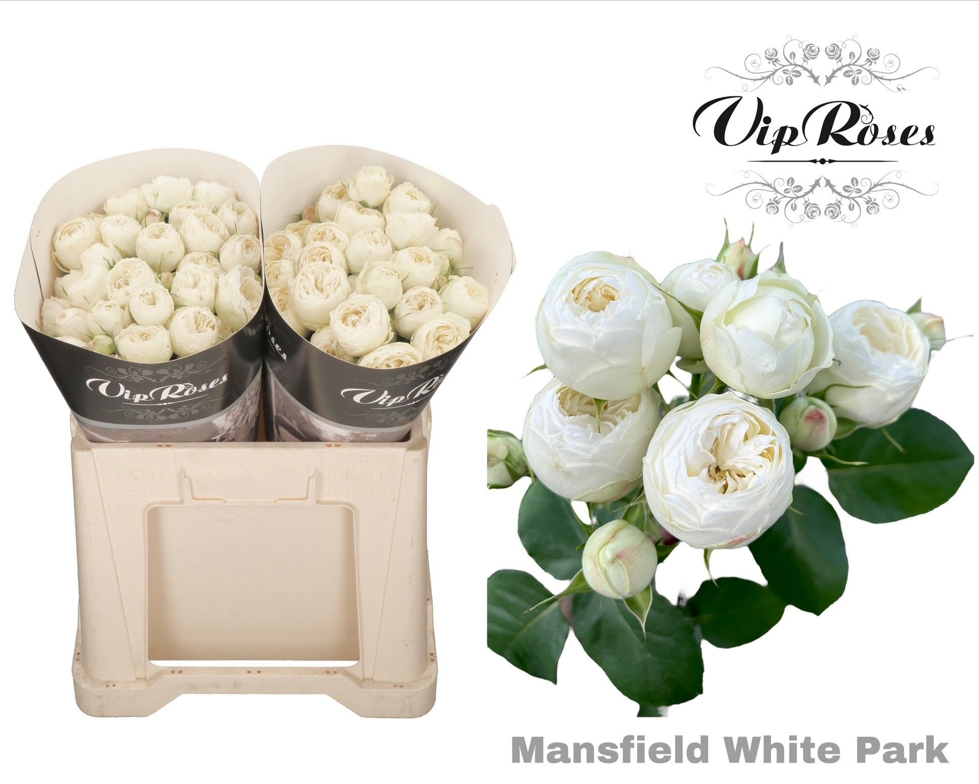 Срезанные цветы оптом Rosa spray mansfield white park от 20шт из Голландии с доставкой по России