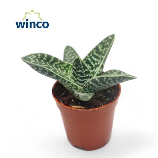 Горшечные цветы и растения оптом Aloe Variegata Compacta от 20шт (для телеги) из Голландии с доставкой по России