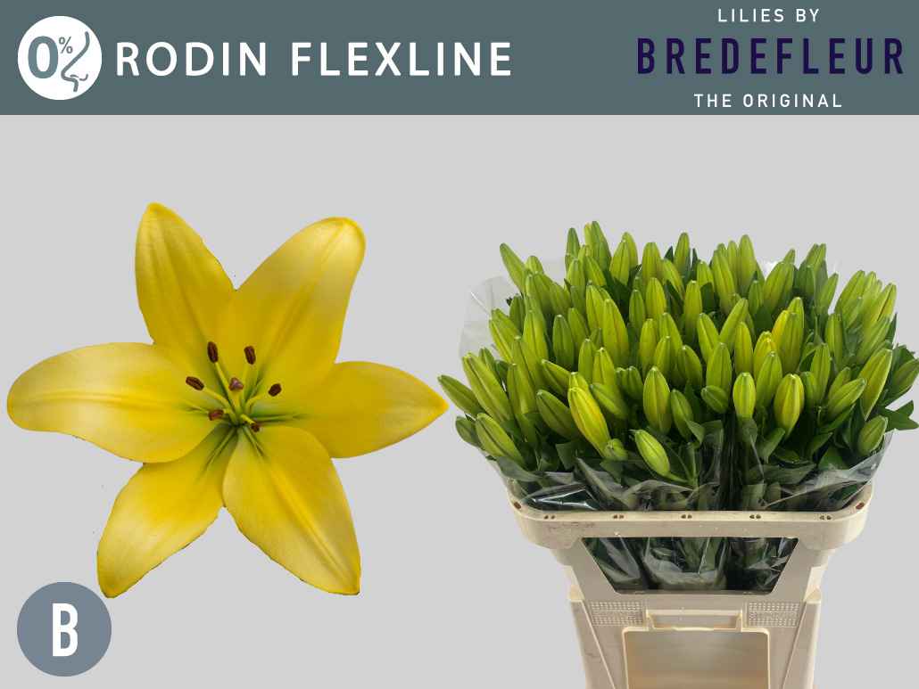Срезанные цветы оптом Lilium la rodin от 60шт из Голландии с доставкой по России