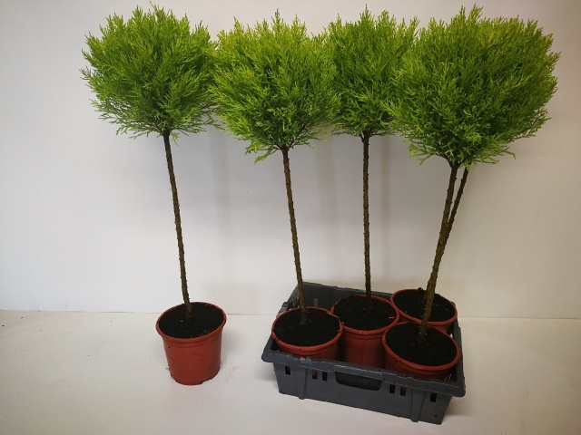 Горшечные цветы и растения оптом Cupr Ma Goldc Vormen от 5шт из Голландии с доставкой по России