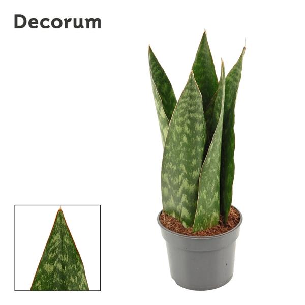 Горшечные цветы и растения оптом Sansevieria Jamaiquina Queen (decorum) от 18шт (для телеги) из Голландии с доставкой по России