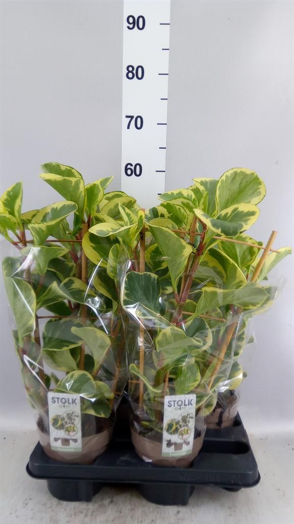 Горшечные цветы и растения оптом Peperomia Obt. obtipan Bicolor от 4шт из Голландии с доставкой по России