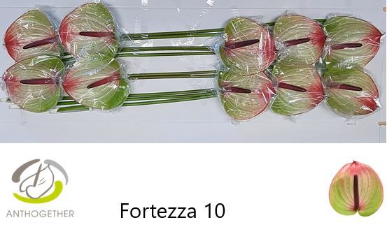 Срезанные цветы оптом Anthurium fortezza от 10шт из Голландии с доставкой по России