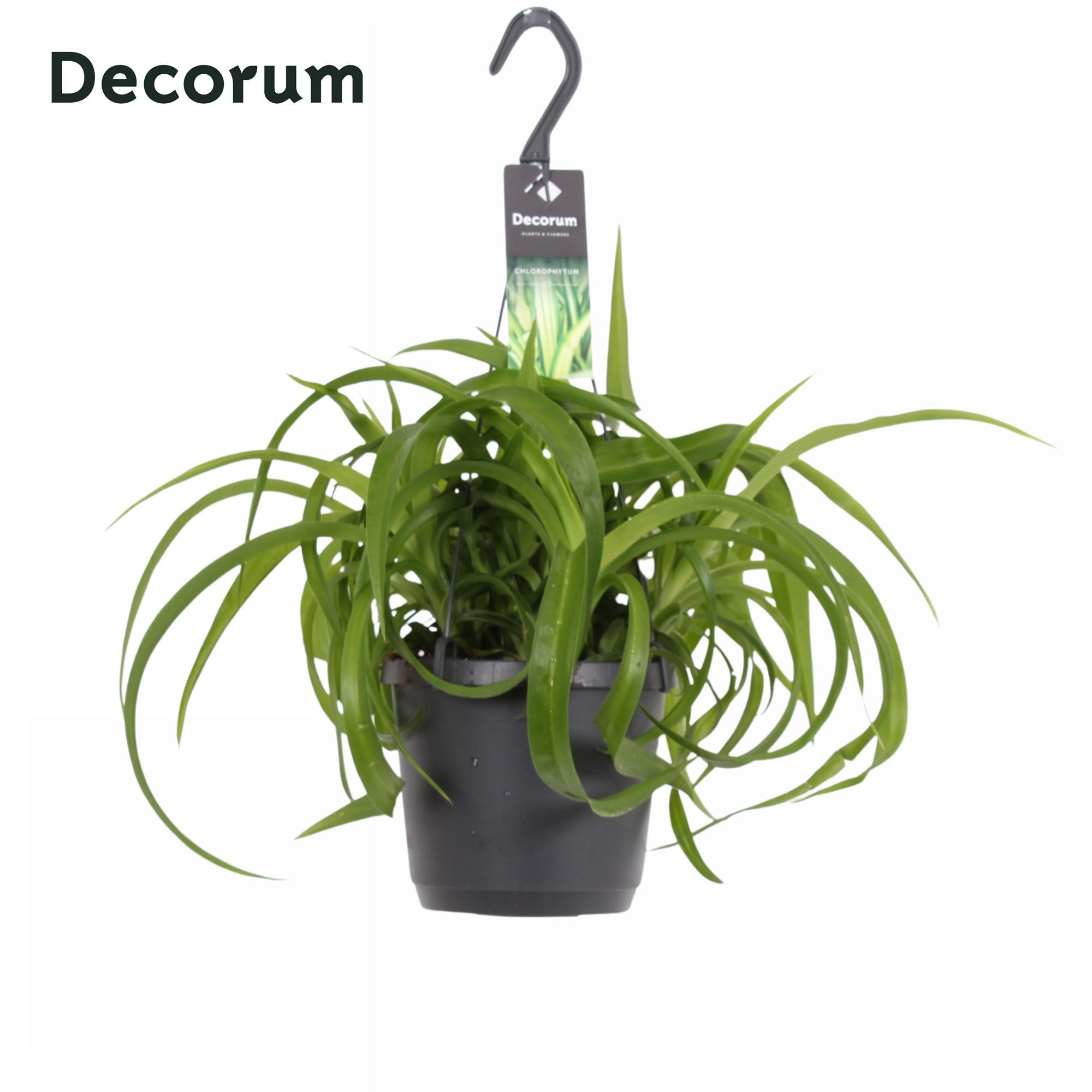 Горшечные цветы и растения оптом Chlorophytum Com.green Bonnie от 6шт из Голландии с доставкой по России