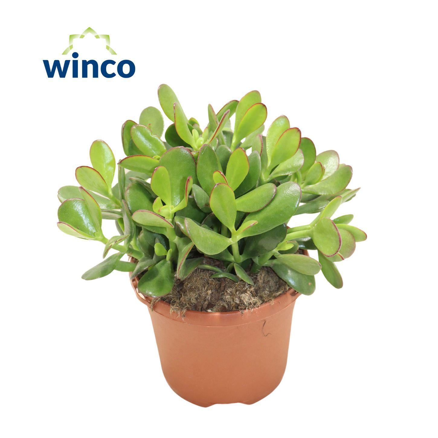 Горшечные цветы и растения оптом Crassula Ovata от 4шт из Голландии с доставкой по России