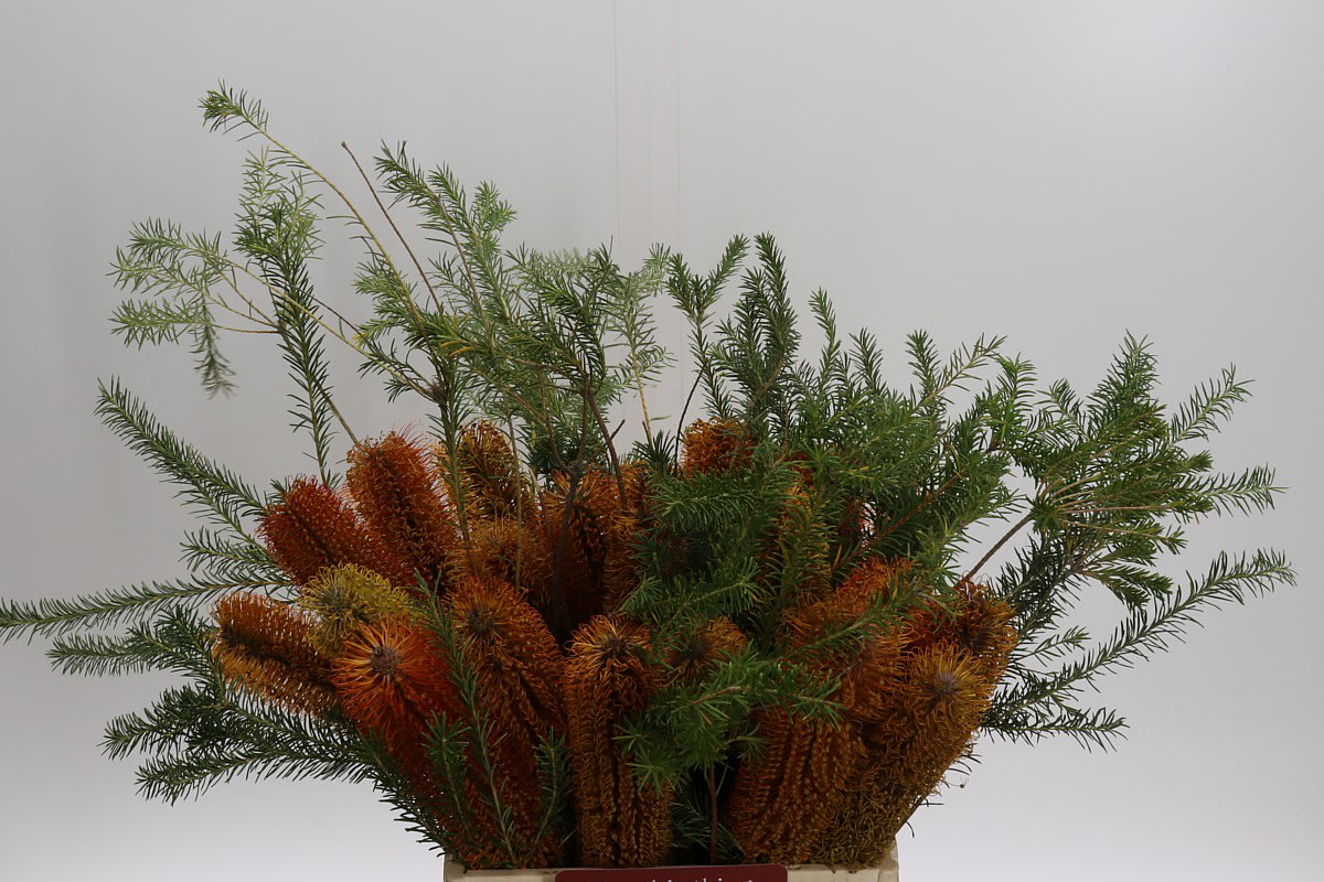 Срезанные цветы оптом Banksia large flower от 20шт из Голландии с доставкой по России
