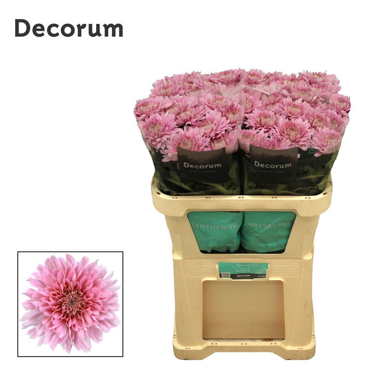 Срезанные цветы оптом Chrys bl kalimba от 100шт из Голландии с доставкой по России