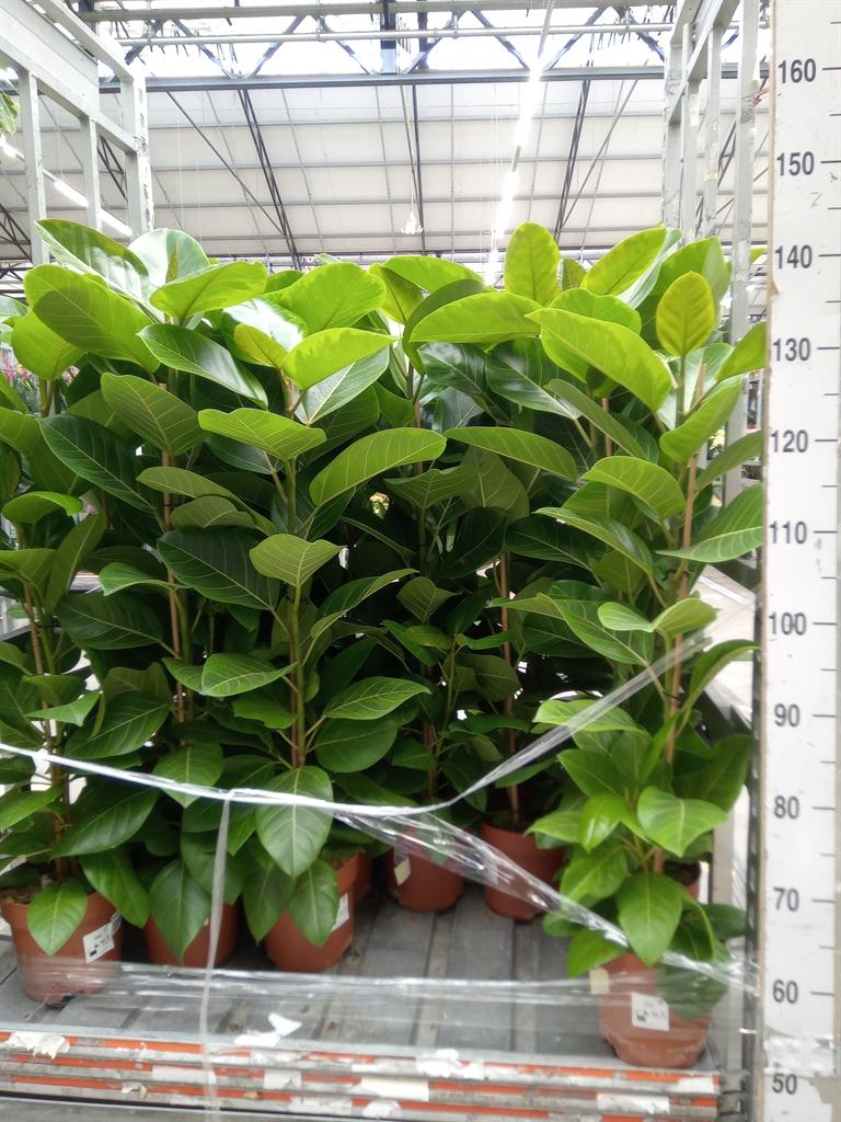 Горшечные цветы и растения оптом Ficus Altissima от 1шт из Голландии с доставкой по России