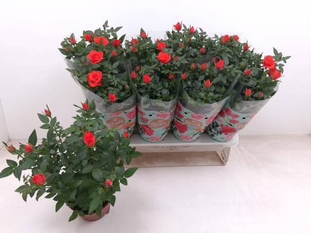 Горшечные цветы и растения оптом Ro Fav Ro Orange от 8шт из Голландии с доставкой по России