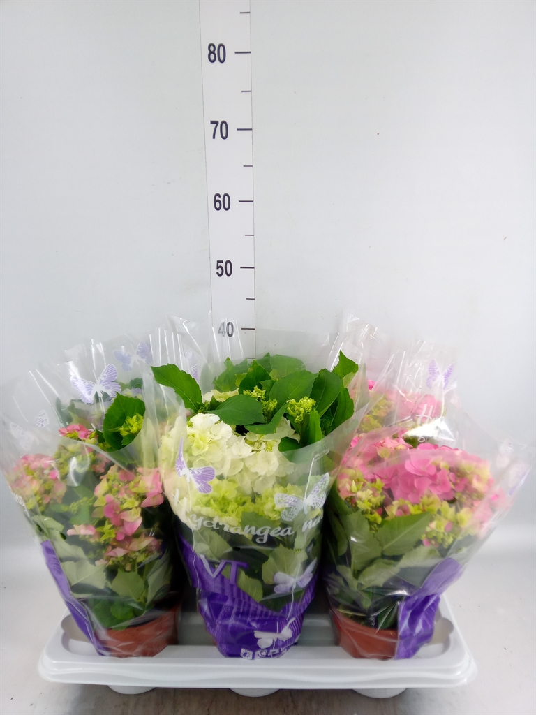 Горшечные цветы и растения оптом Hydrangea Mac.   ...mix от 6шт из Голландии с доставкой по России