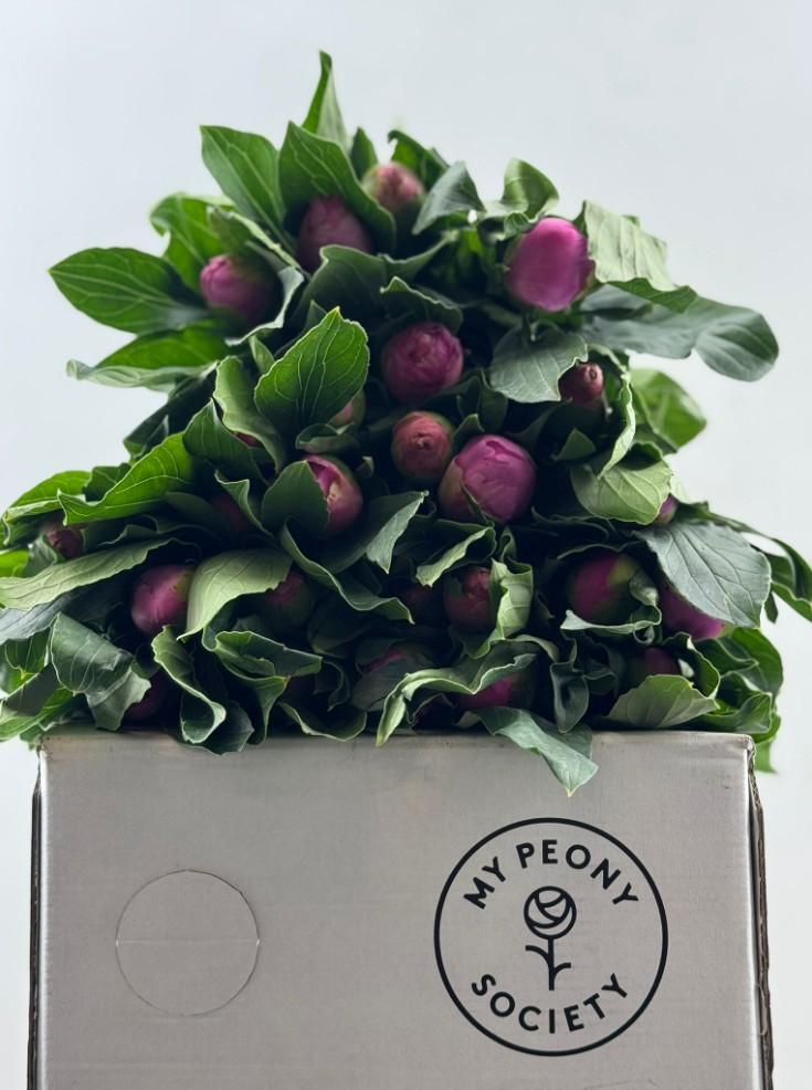 Срезанные цветы оптом Paeonia monsieur jules elie от 100шт из Голландии с доставкой по России