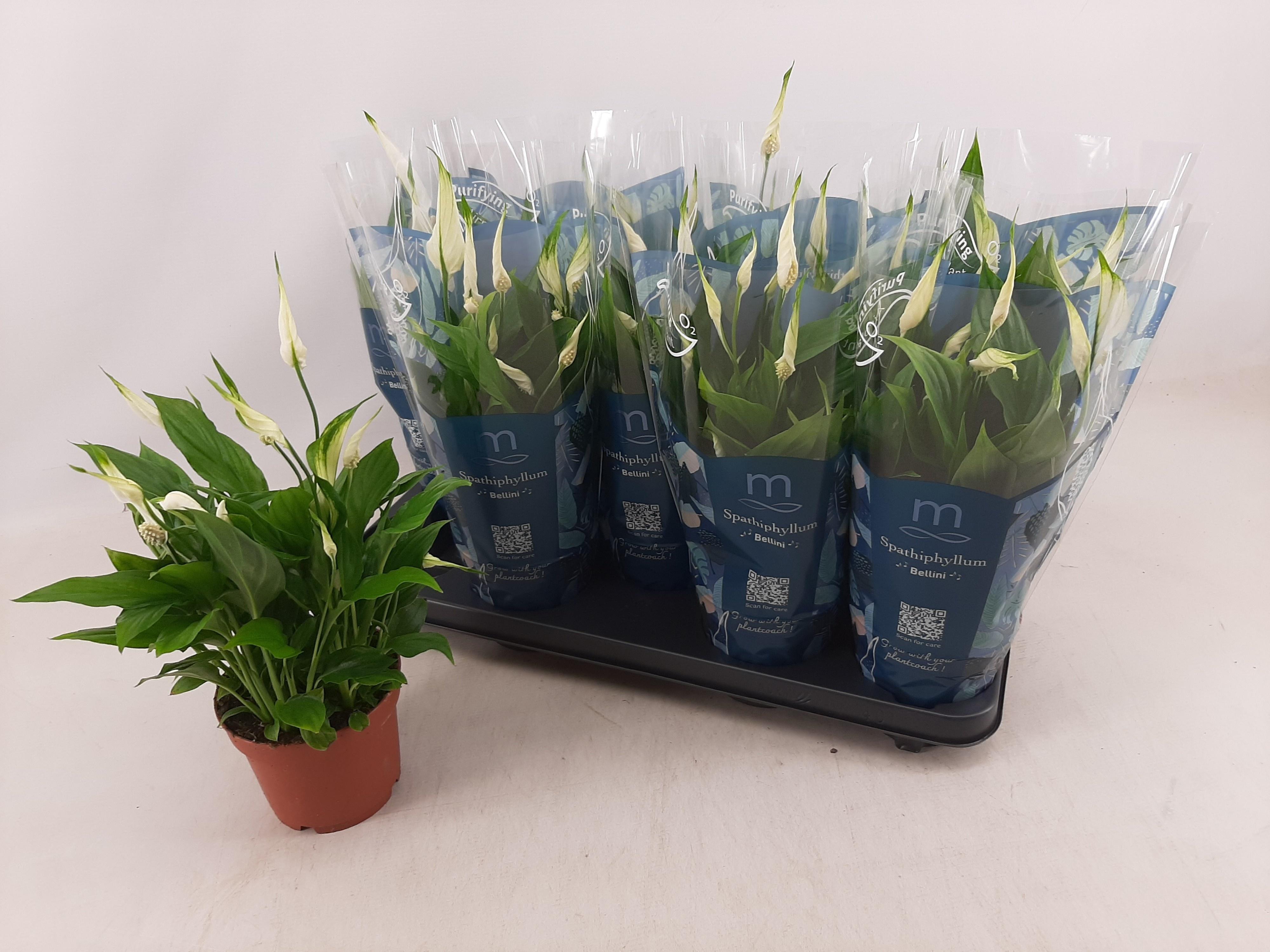 Горшечные цветы и растения оптом Spath Bellini от 9шт из Голландии с доставкой по России