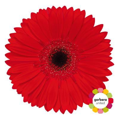 Срезанные цветы оптом Gerbera blinddate от 25шт из Голландии с доставкой по России