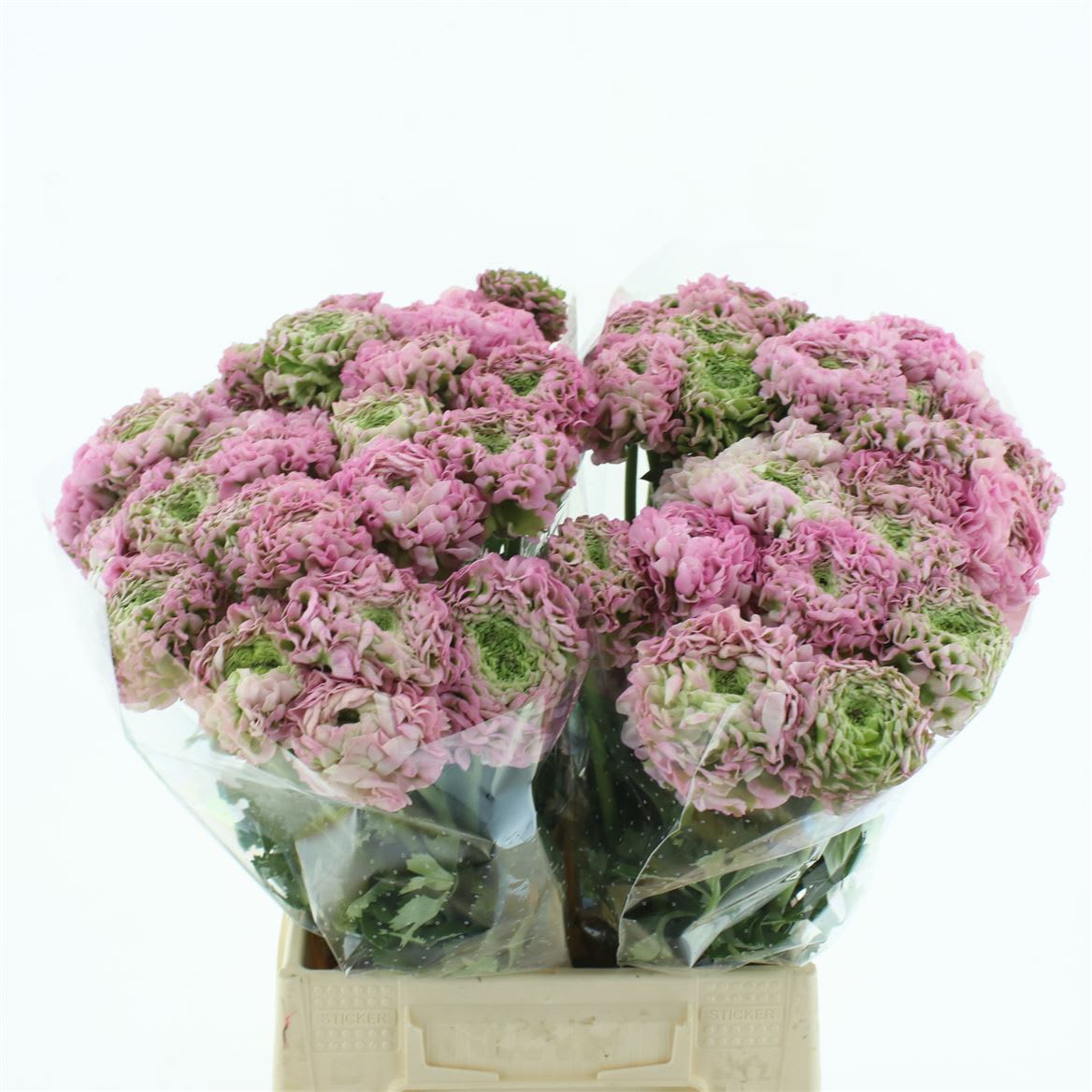 Срезанные цветы оптом Ranunculus pon pon hermione от 60шт из Голландии с доставкой по России