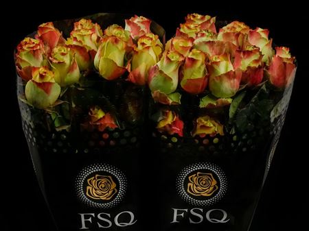 Срезанные цветы оптом Rosa ec zazu от 50шт из Голландии с доставкой по России
