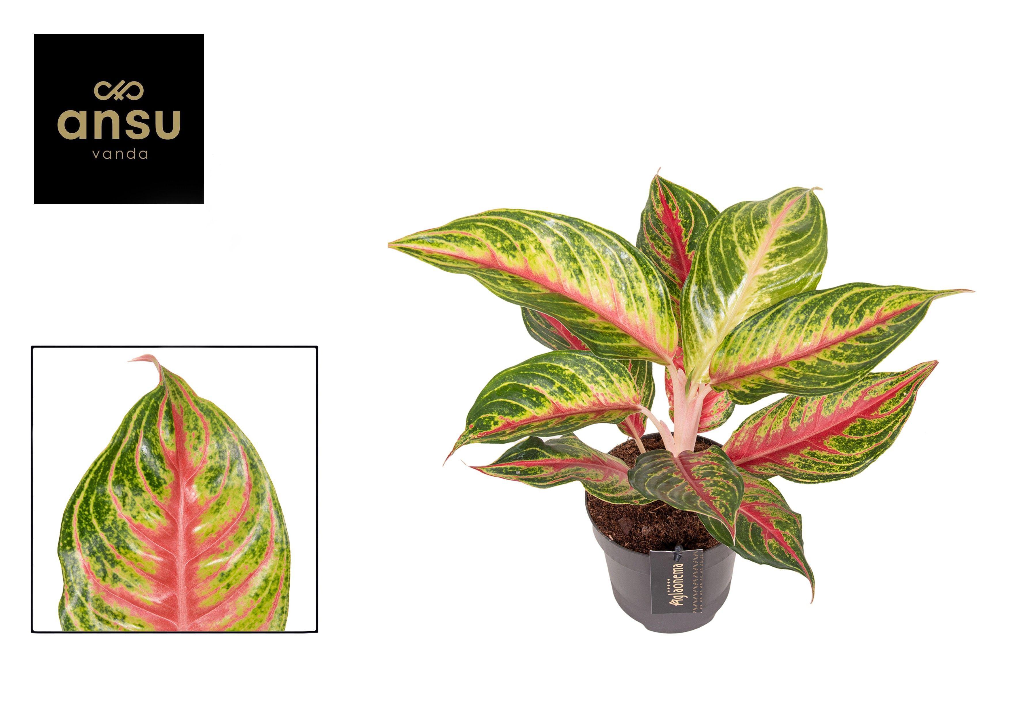 Горшечные цветы и растения оптом Aglaonema Eyecatcher Red от 6шт из Голландии с доставкой по России