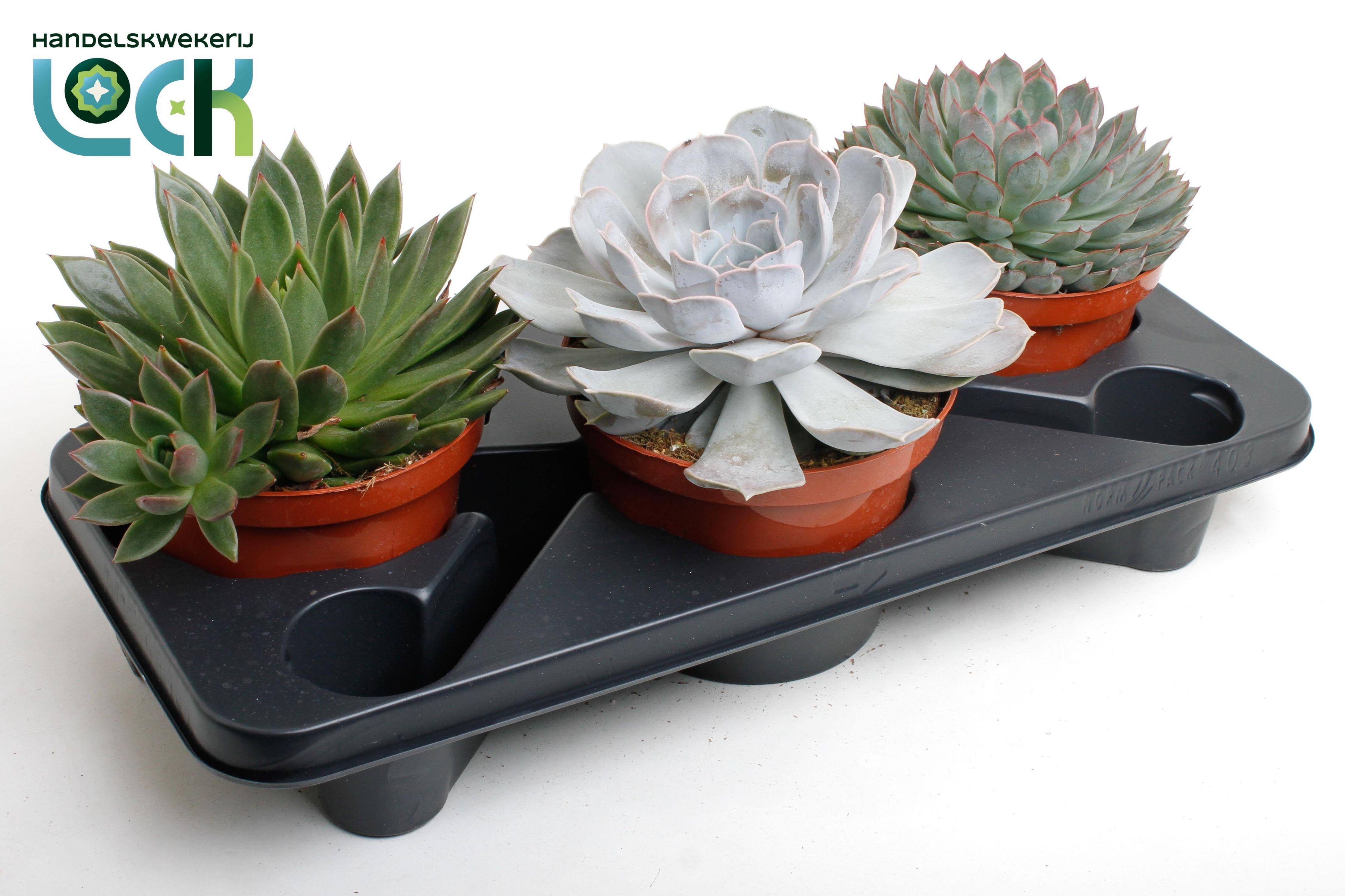 Горшечные цветы и растения оптом Echeveria Mix от 3шт из Голландии с доставкой по России