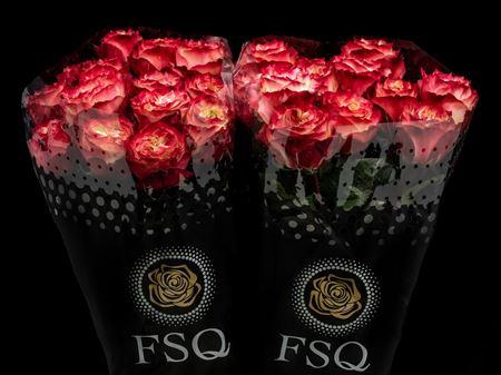 Срезанные цветы оптом Rosa garden apple jack от 20шт. из Голландии с доставкой по России