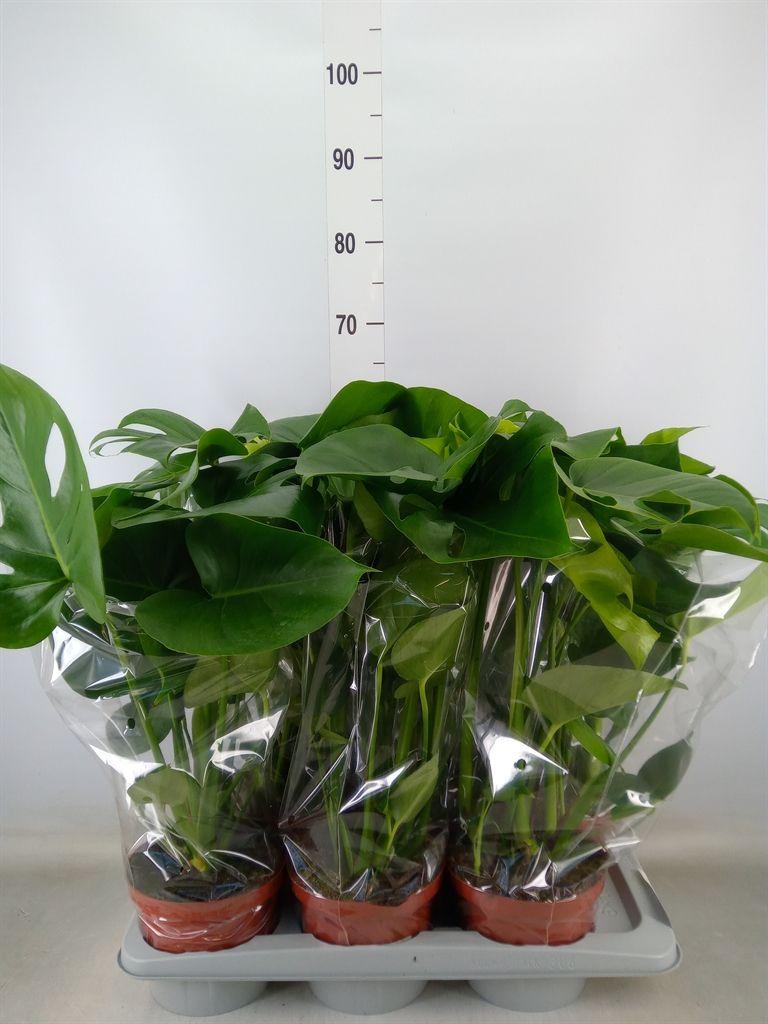 Горшечные цветы и растения оптом Monstera Delic. от 6шт из Голландии с доставкой по России