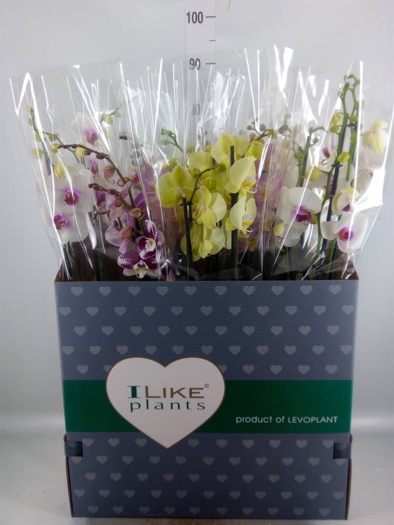 Горшечные цветы и растения оптом Phalaenopsis   ...mix от 12шт из Голландии с доставкой по России