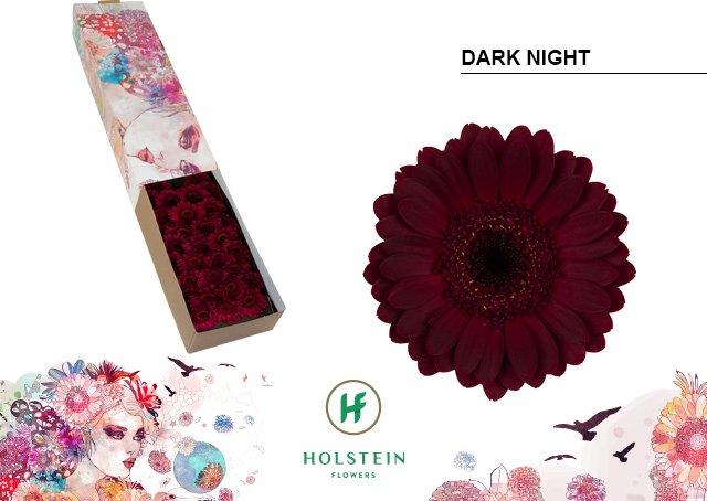 Срезанные цветы оптом Germini dark night от 60шт из Голландии с доставкой по России