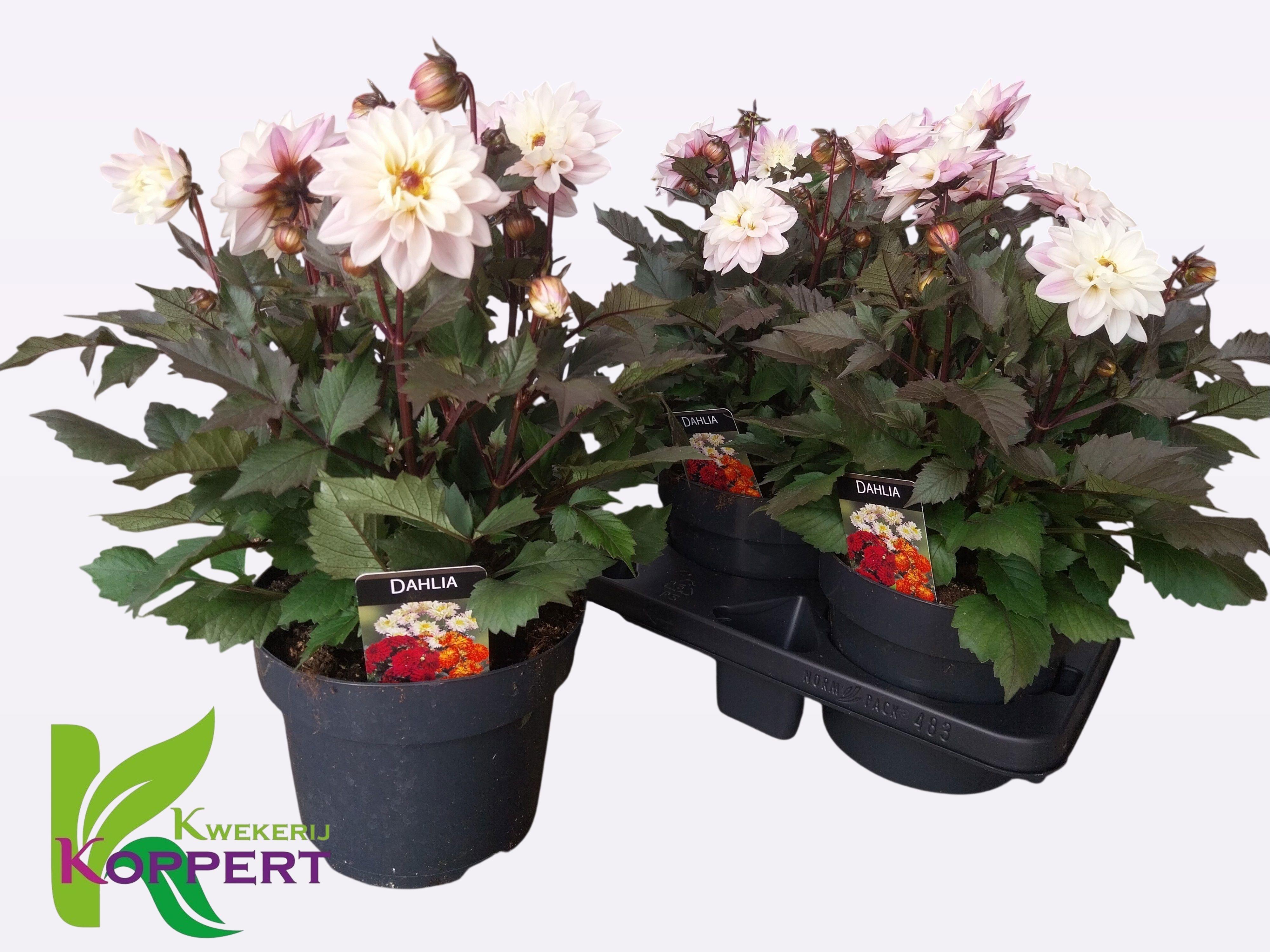 Горшечные цветы и растения оптом Dahl Garden White от 3шт из Голландии с доставкой по России