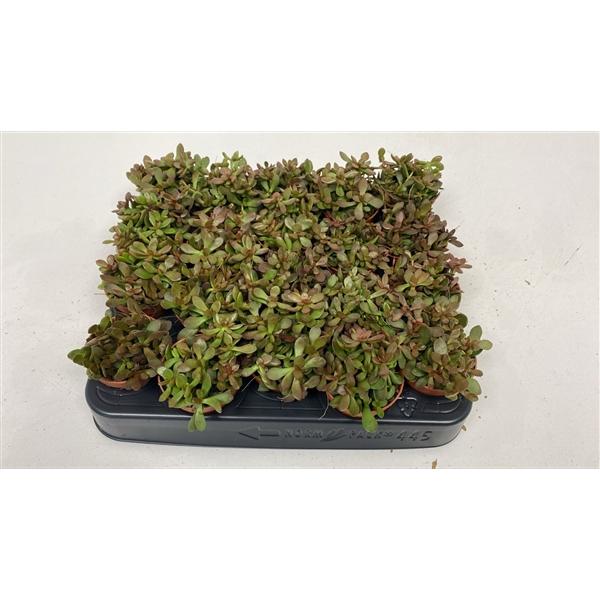 Горшечные цветы и растения оптом Crassula Radians от 20шт (для телеги) из Голландии с доставкой по России