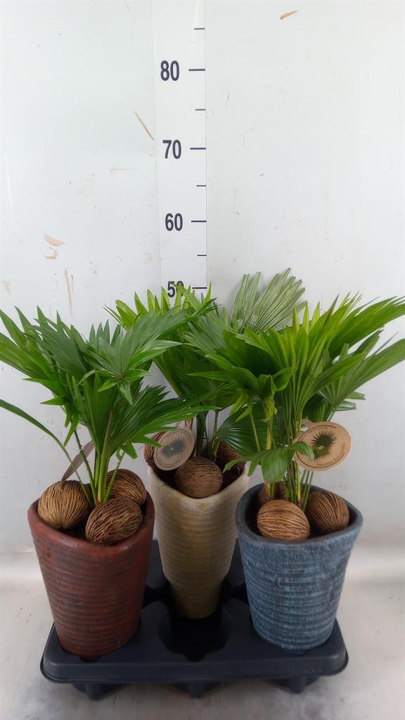 Горшечные цветы и растения оптом Livistona Rotundifolia от 3шт из Голландии с доставкой по России