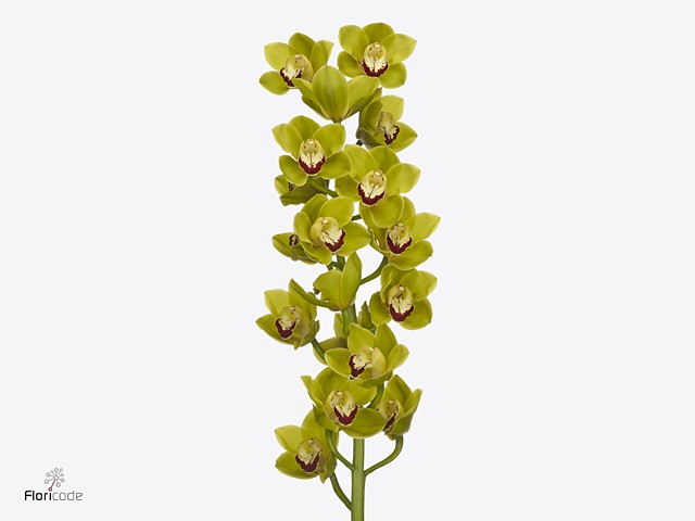 Срезанные цветы оптом Cymbidium green midoriyama от 6шт. из Голландии с доставкой по России