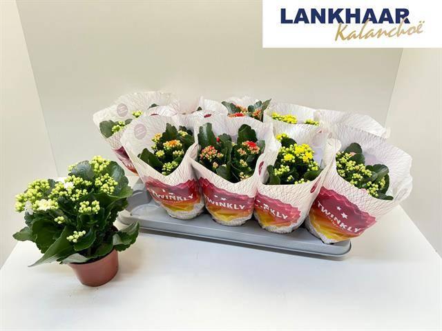 Горшечные цветы и растения оптом Kal Ge Perfecta Gem от 10шт из Голландии с доставкой по России