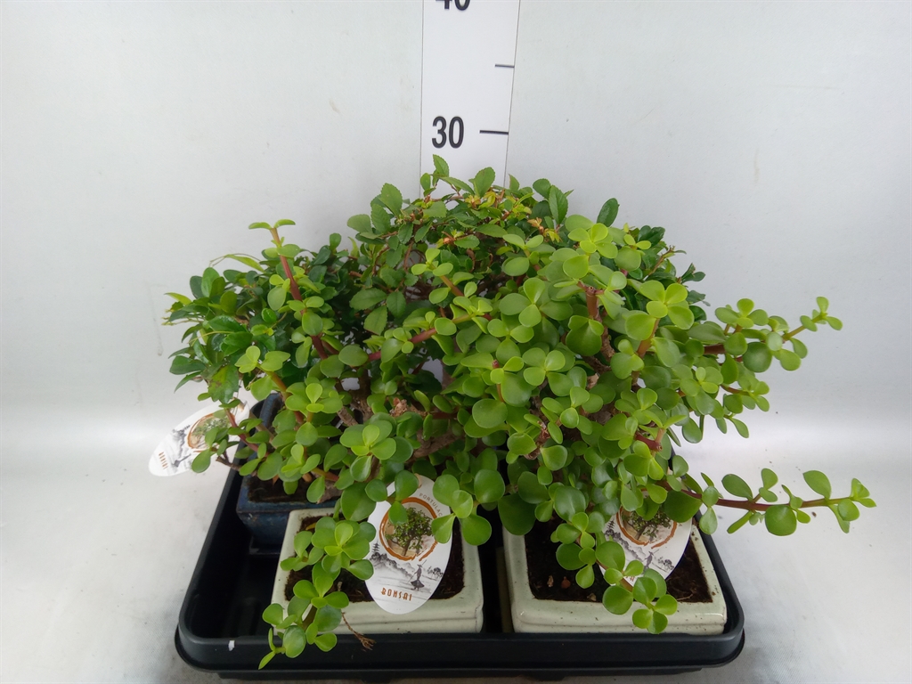 Горшечные цветы и растения оптом Bonsai   ...mix от 5шт из Голландии с доставкой по России