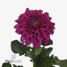 Срезанные цветы оптом Chrys bl pip purple от 40шт из Голландии с доставкой по России