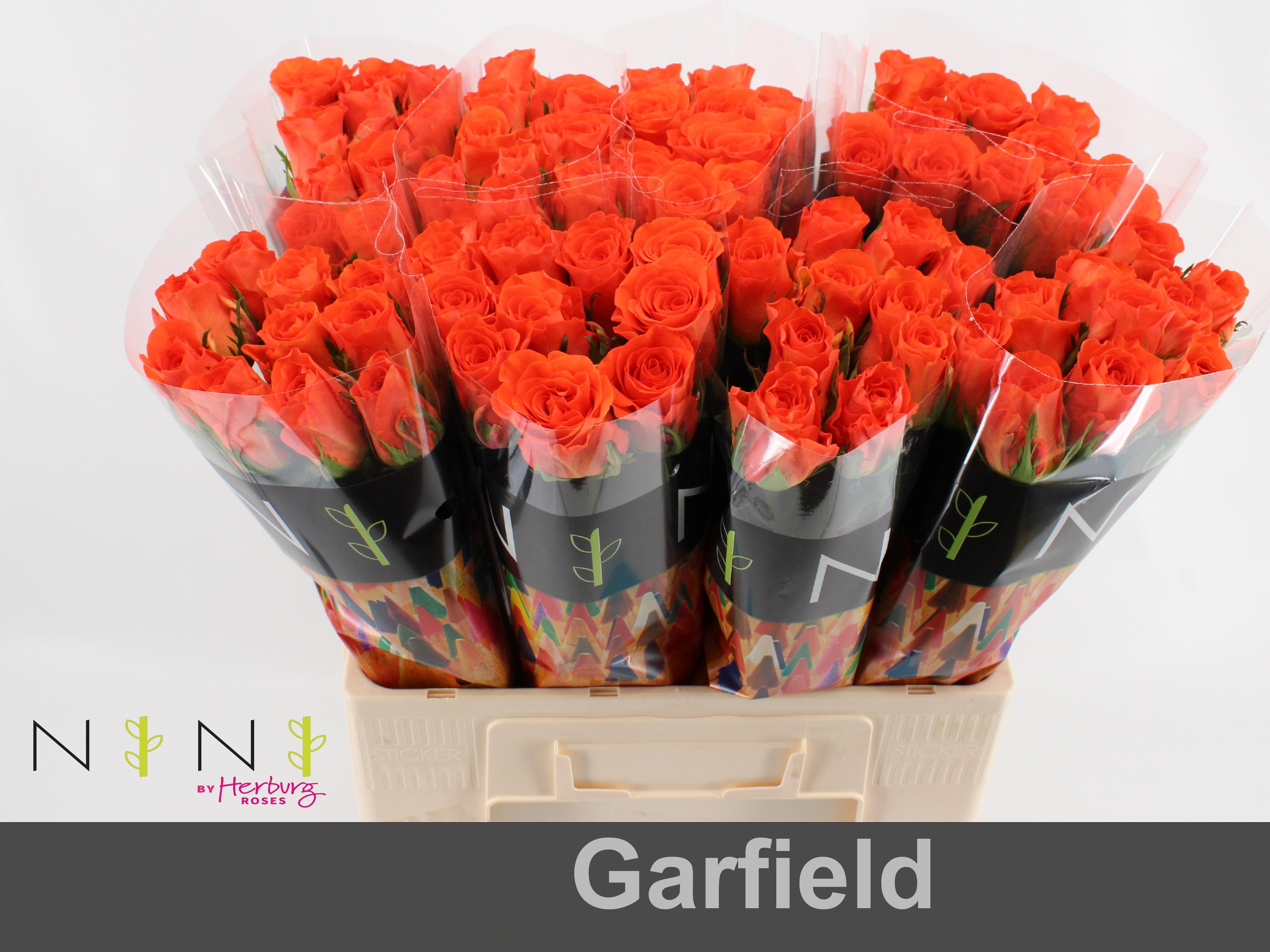 Срезанные цветы оптом Rosa large garfield+ от 80шт. из Голландии с доставкой по России