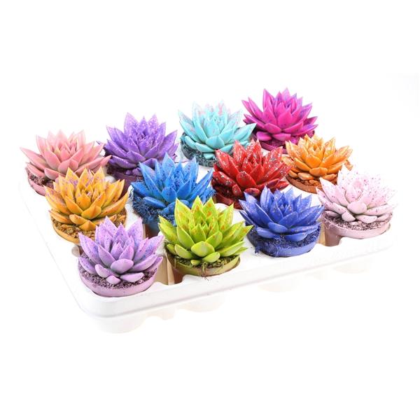 Горшечные цветы и растения оптом Echeveria Rainbow Sprinkle Mix от 12шт (для телеги) из Голландии с доставкой по России