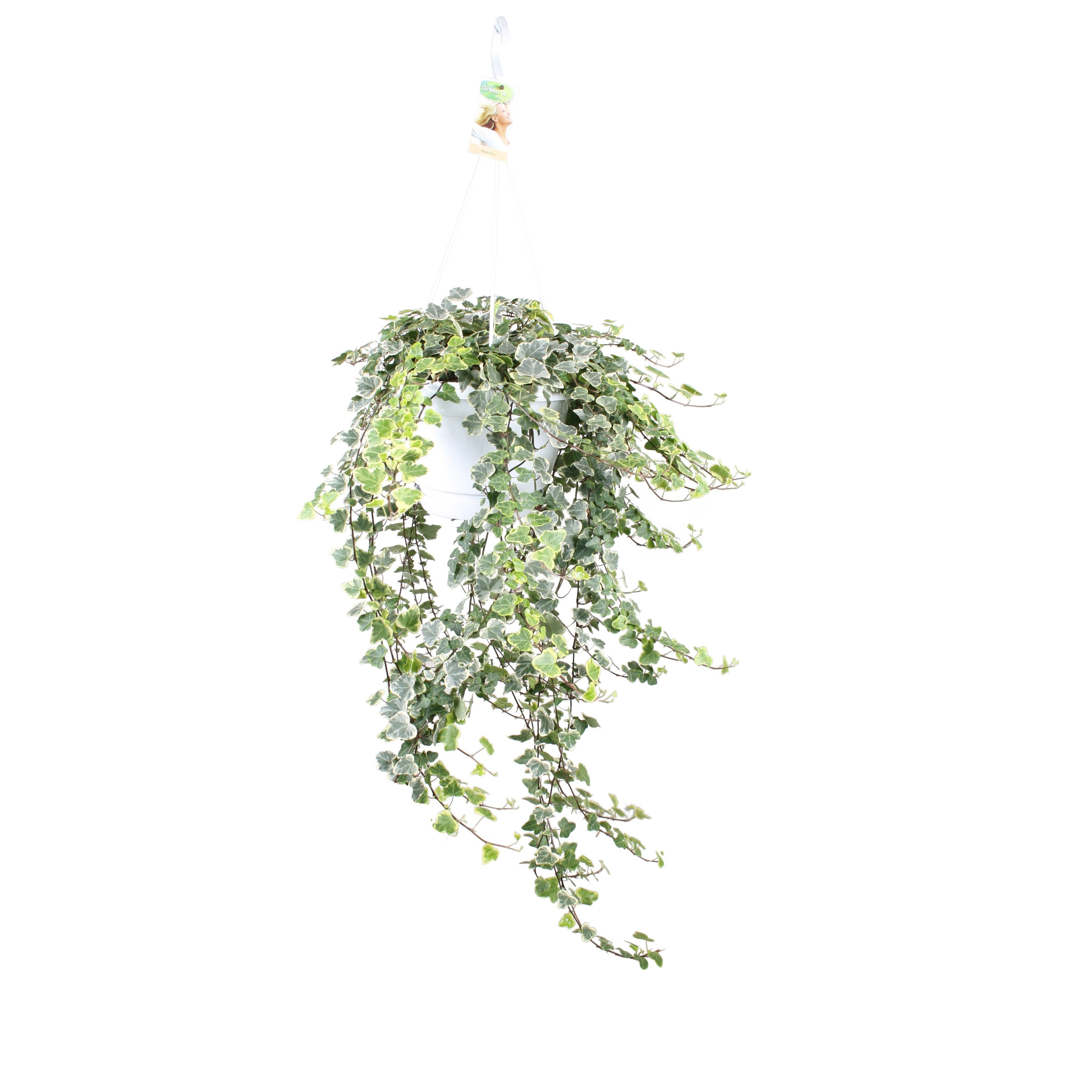 Горшечные цветы и растения оптом Hedera Helix White Wonder от 1шт из Голландии с доставкой по России